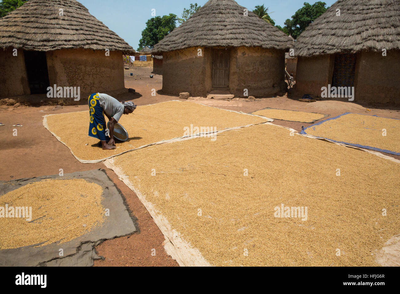 Villaggio Koumban, Guinea, 2° maggio 2015; Fanta Diakité è di essiccazione risone sotto il sole dopo la cottura. Foto Stock