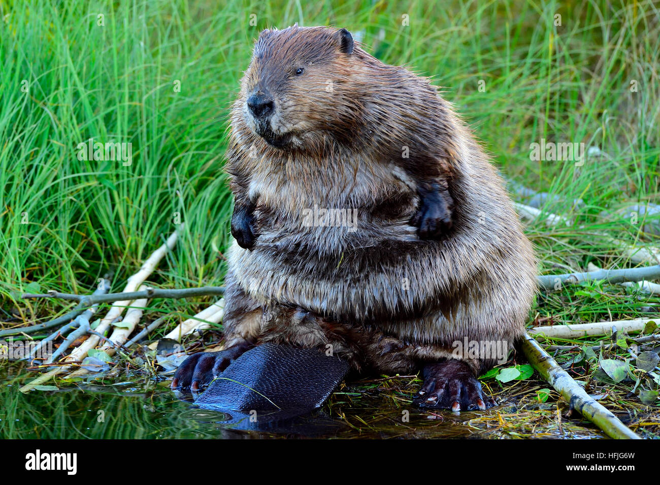 Un castoro adulto Castor canadensis, seduto sulla sua parte posteriore strofinando la sua pelliccia con le zampe anteriori Foto Stock