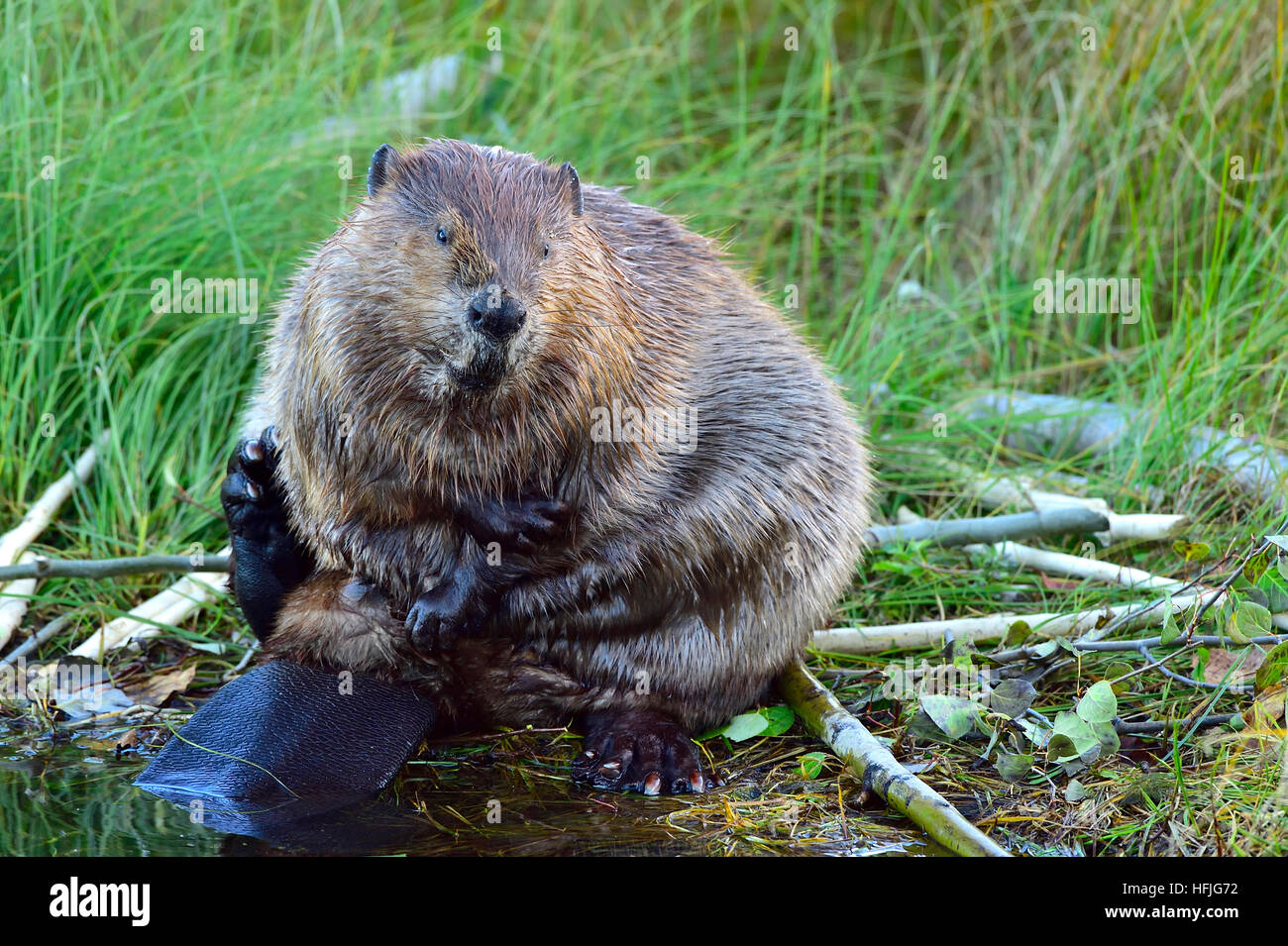 Un castoro adulto Castor canadensis, seduto sulla sua parte posteriore strofinando la sua pelliccia con le zampe anteriori Foto Stock