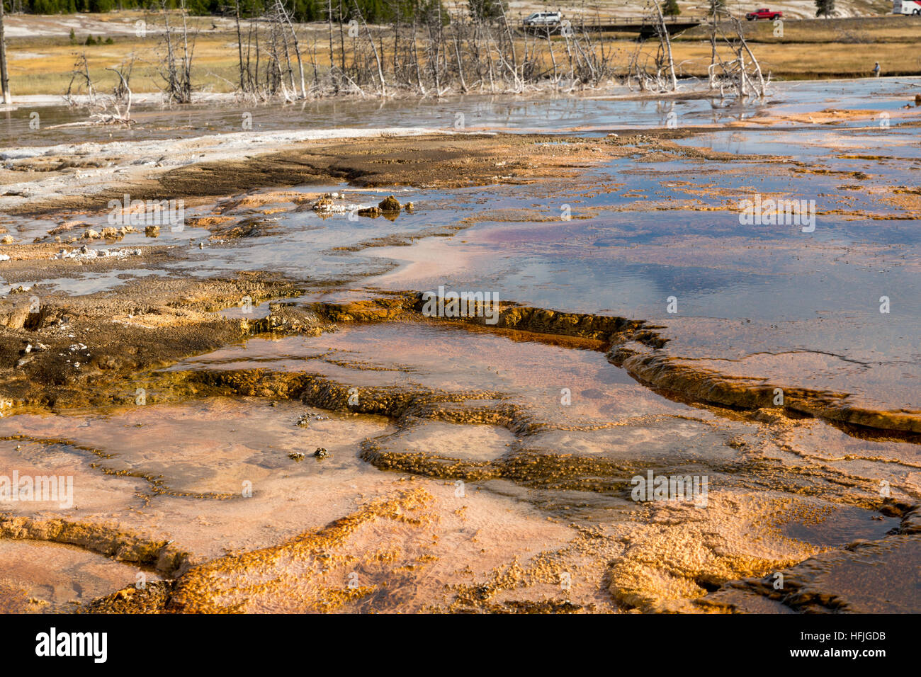 Le alghe bacino biscotto Yellowstone Foto Stock