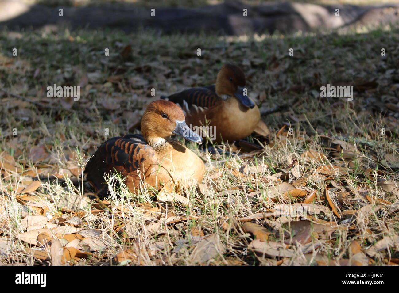 Due stanchi anatre provare a nap nel pomeriggio. Foto Stock