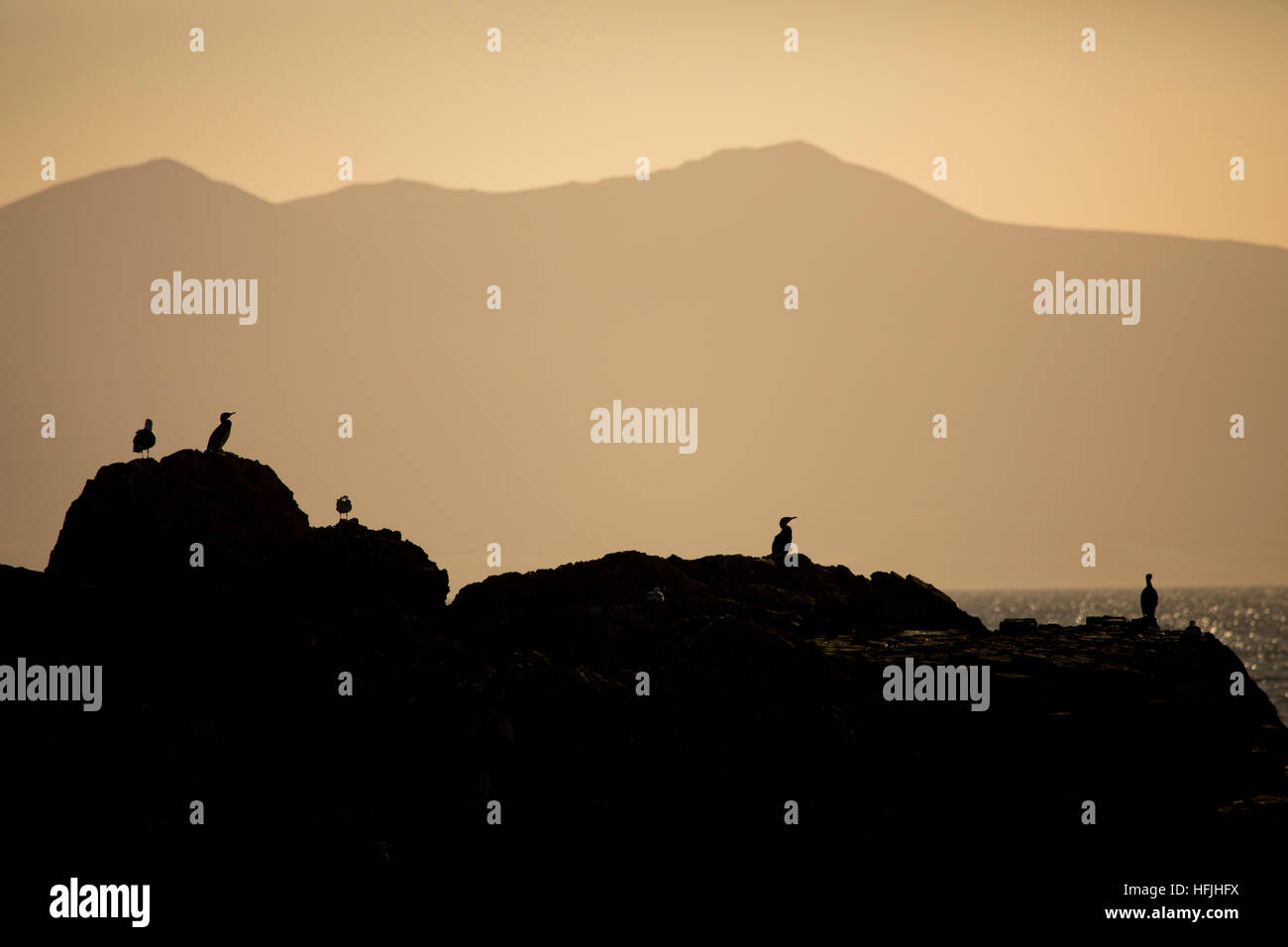 Cormorani e shags stagliano sulla isola di Llanddwyn con la gamma della montagna sulla penisola di Llyn nella distanza Foto Stock