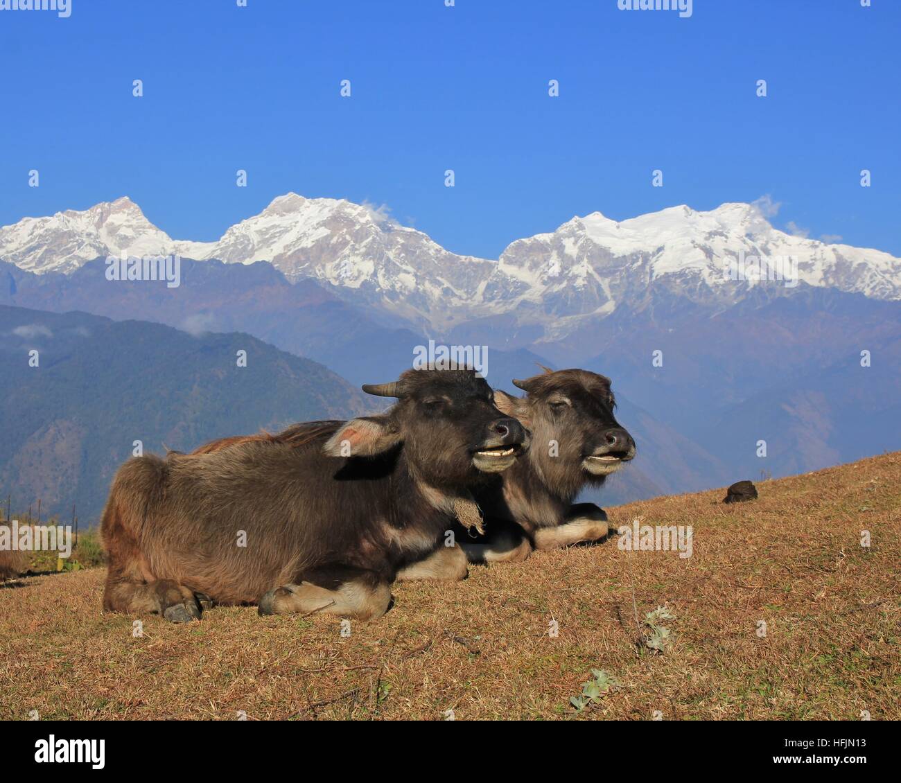 In scena a Ghale Gaun, Nepal. Buffalo neonati simile in chat. Foto Stock