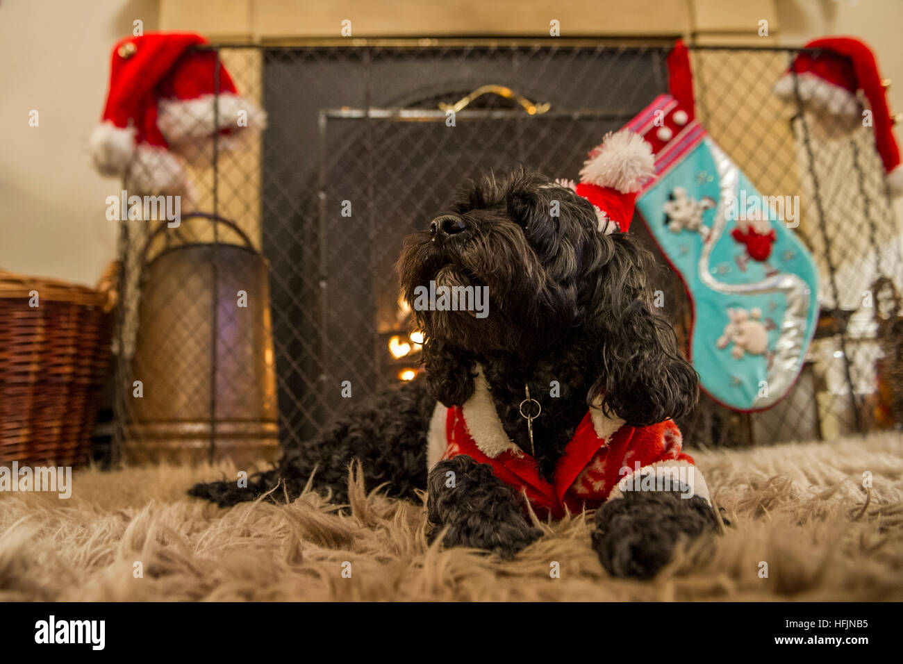 Un piccolo cane in un cappello di Natale e ricoprire nella parte anteriore di un incendio Foto Stock