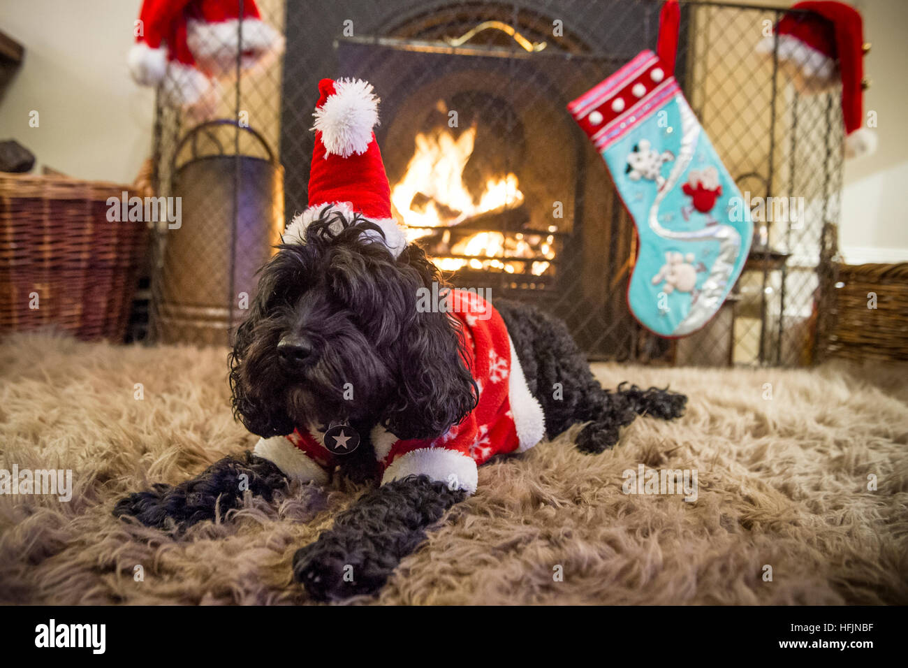 Un piccolo cane in un cappello di Natale e ricoprire nella parte anteriore di un incendio Foto Stock