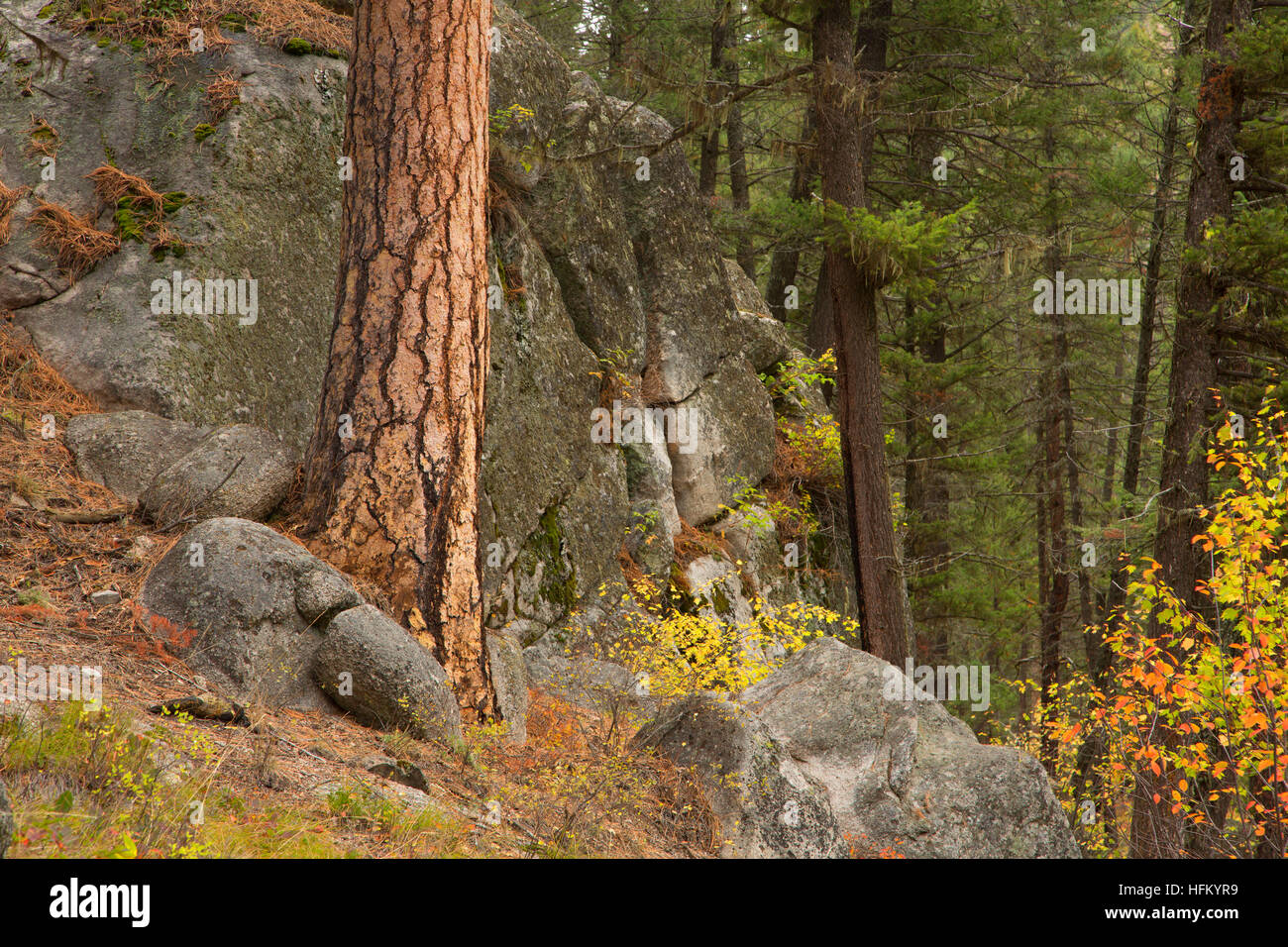 Ponderosa Pine, benvenuti Creek Wilderness, Lolo National Forest, Montana Foto Stock