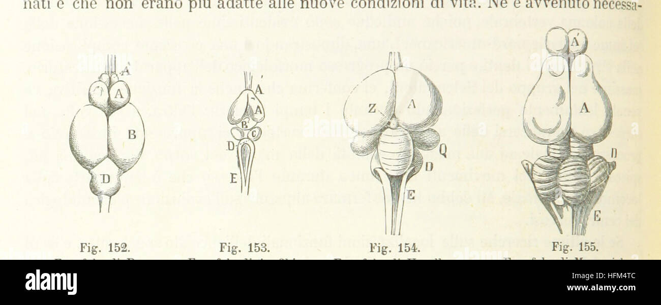 L'immagine tratta da pagina 304 di "Antropologia generale" illustra le teorie dell'evoluzione umana e dell'antropologia, come presentato nel libro. Il lavoro copre vari aspetti dello sviluppo umano, enfatizzando la teoria evolutiva e l'antropologia. La pagina probabilmente mostra illustrazioni a sostegno del testo, offrendo una rappresentazione visiva della storia umana e del progresso biologico. Foto Stock