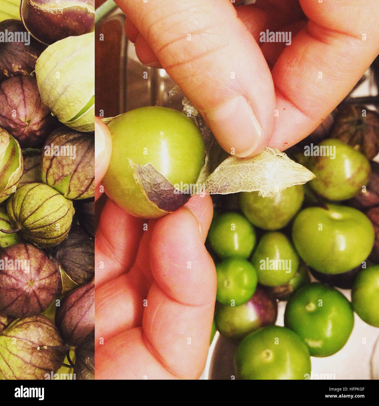 Come pulire il verde messicano tomate Physalis ixocarpa. miltomate, tomatillo, tomate verde o tomate de fresadilla. Foto Stock