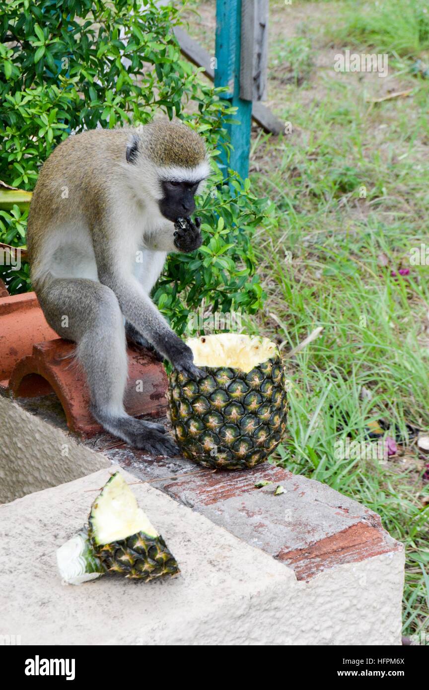 La scimmia vervet su un muro basso godendo un ananas fresco Foto Stock