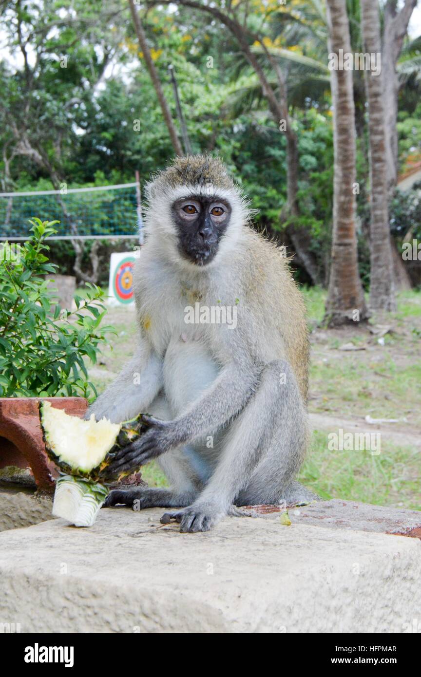 La scimmia vervet su un muro basso godendo un ananas fresco Foto Stock