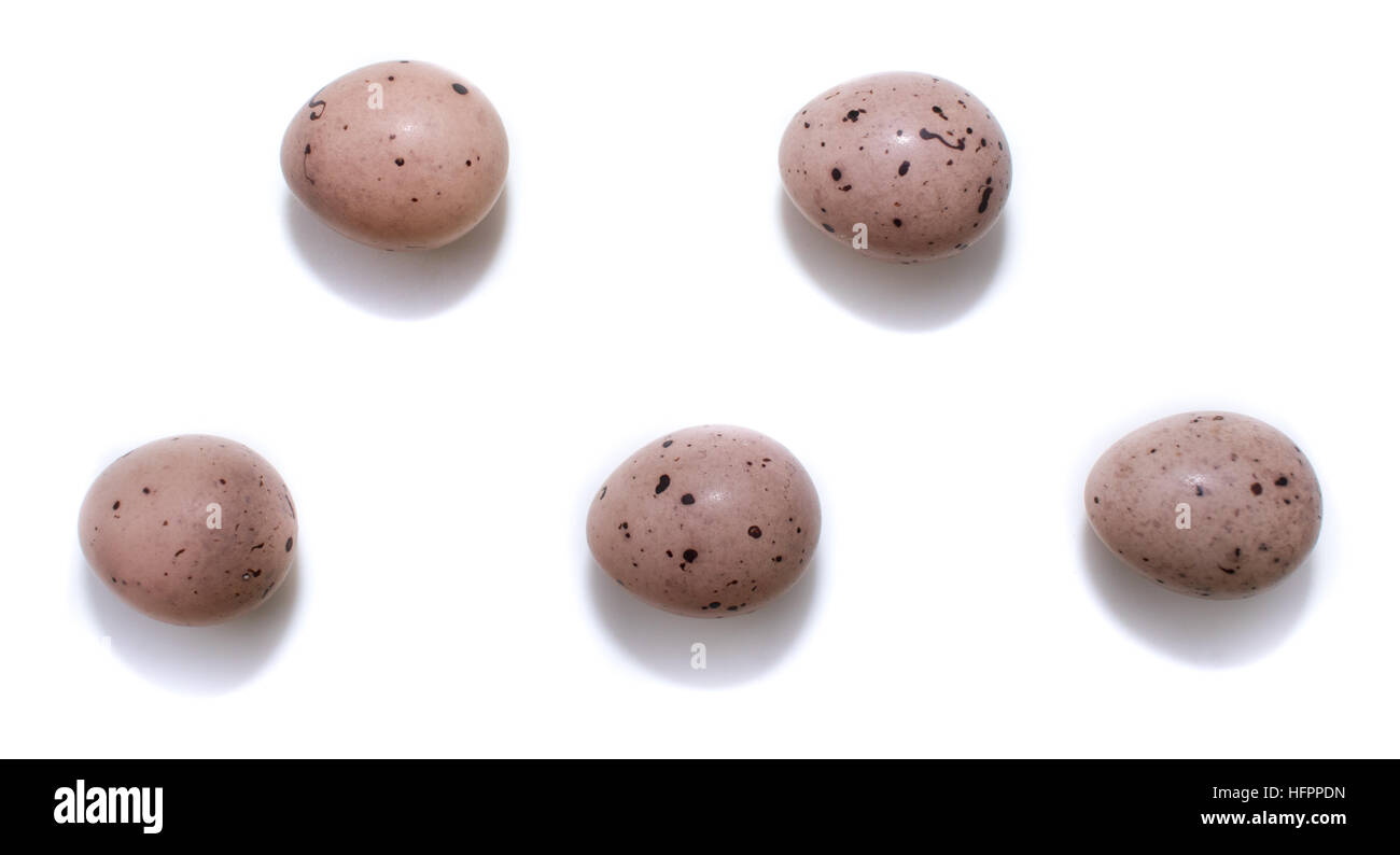 Hippolais calligata. Le uova del avviato trillo di fronte a uno sfondo bianco, isolata. Foto Stock