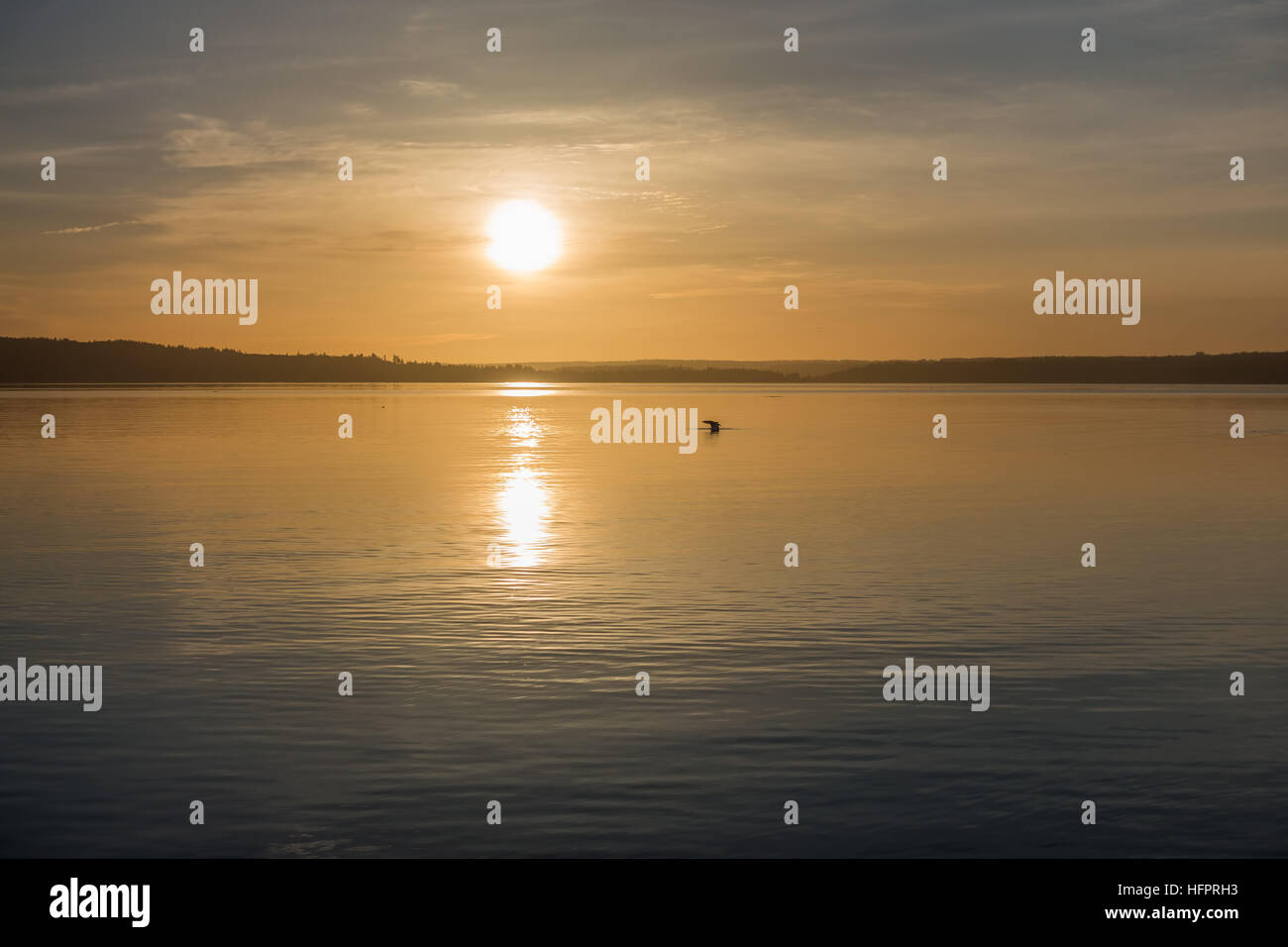 Giallo luce luminosa avvolge tutto come il sole tramonta al di sopra del Puget Sound. Foto Stock