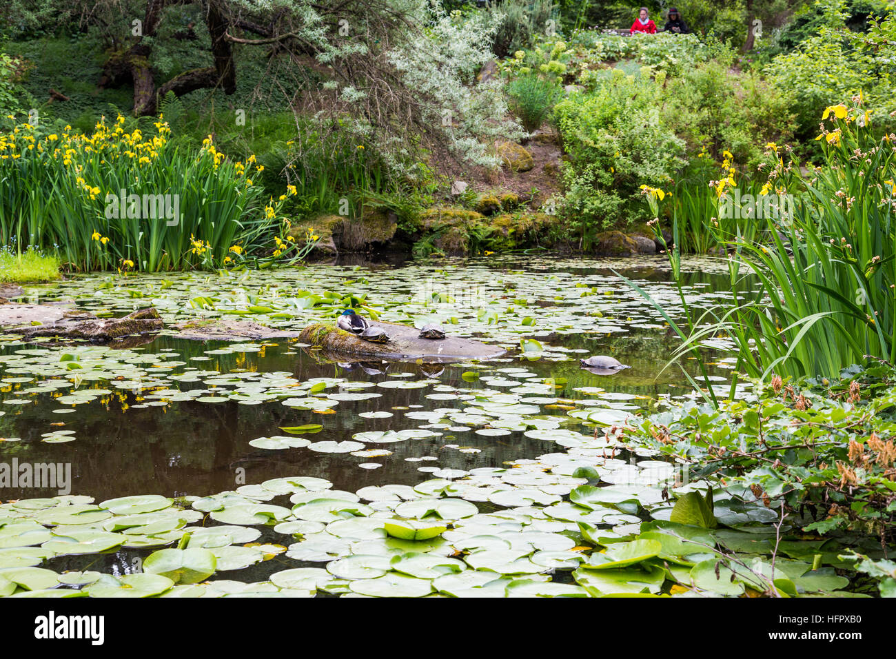 Green Ninfee con fiori in un giardino sul lago con anatre e tartarughe Foto Stock