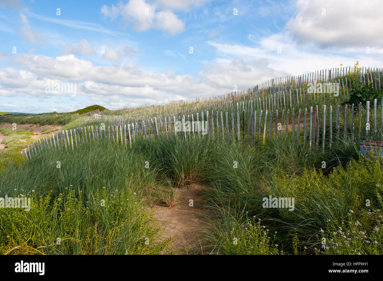 Dune di sabbia la misura di conservazione. Protezione contro erosione costiera, Wired Picket Fence in dune di sabbia con erbe selvatiche e fiori Foto Stock