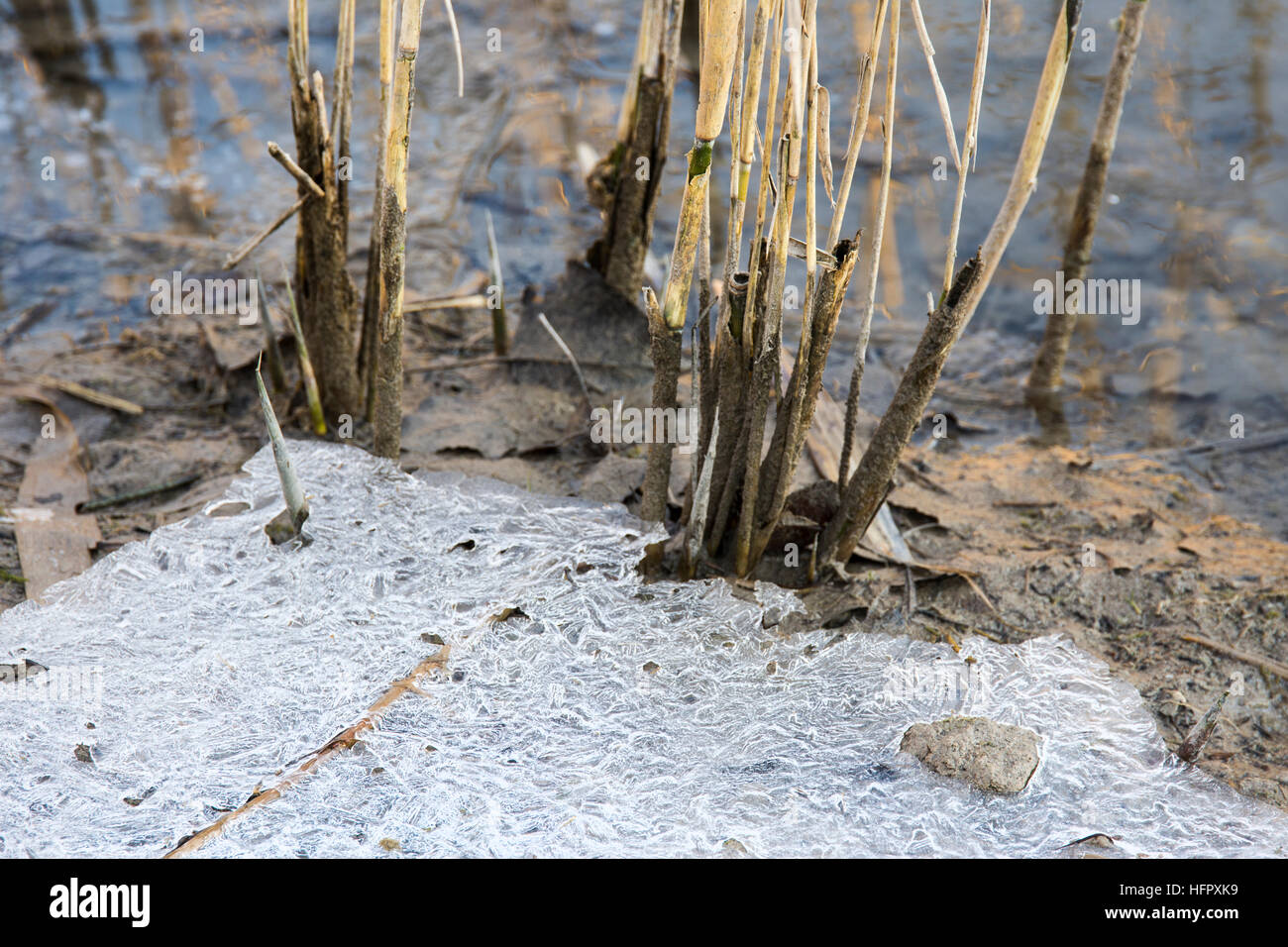 Letto reed in un lago ghiacciato Foto Stock