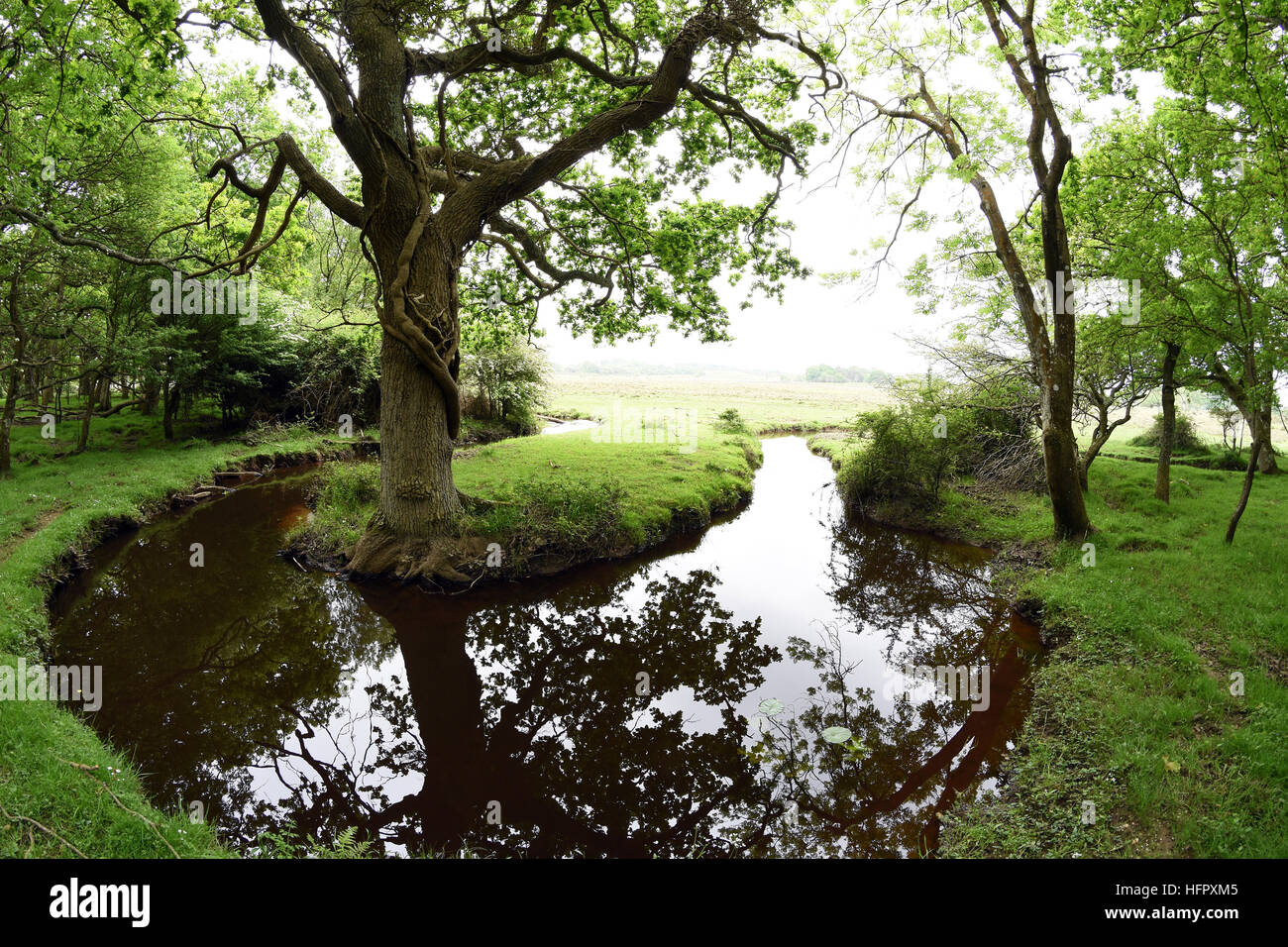 Avvolgimento nuovo flusso di foresta nel nuovo Parco Nazionale Foreste, Hampshire, Inghilterra. Foto Stock
