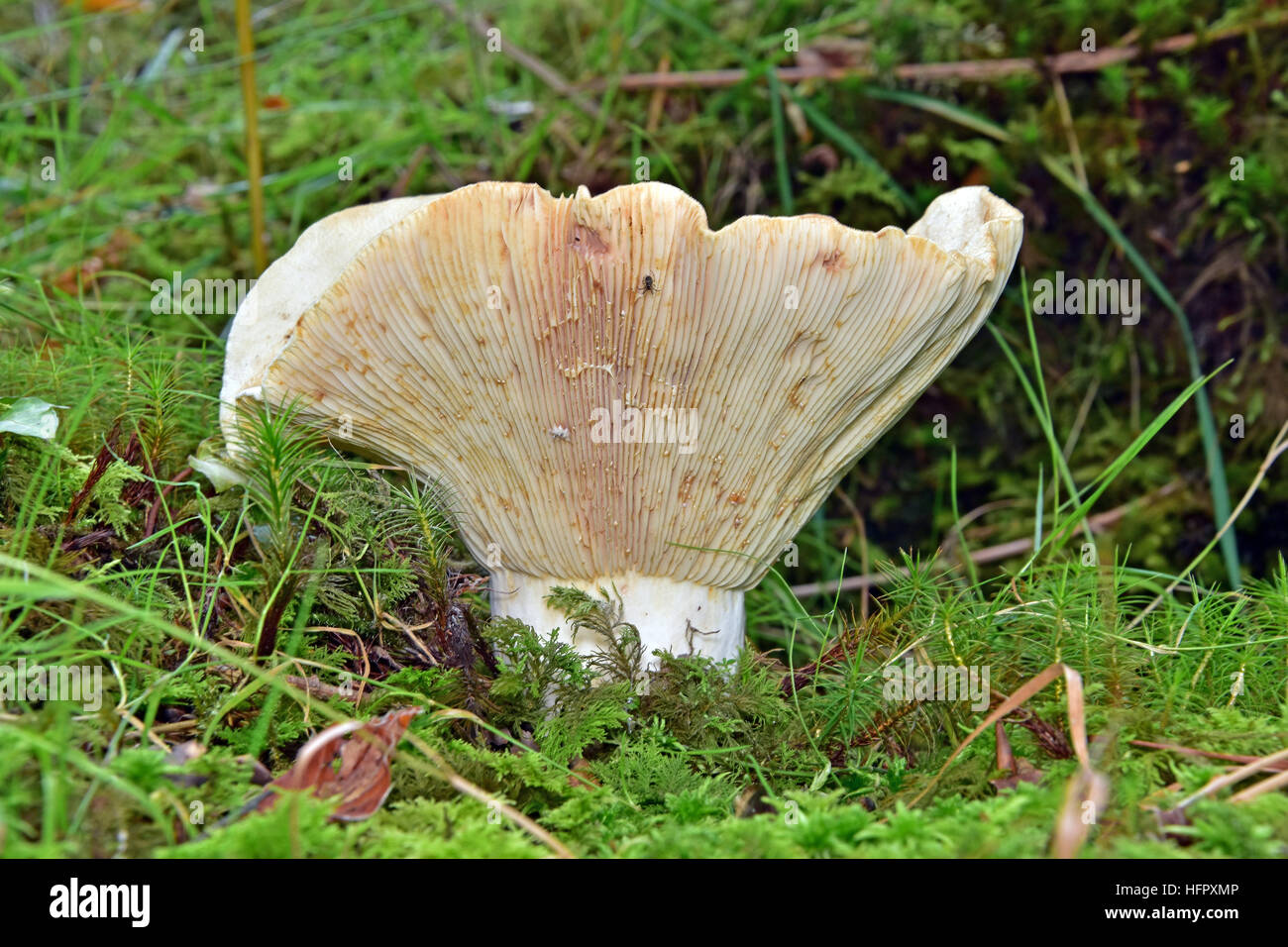 Fungo imbuto gigante per trooping, Clitocybe geotropawild Foto Stock