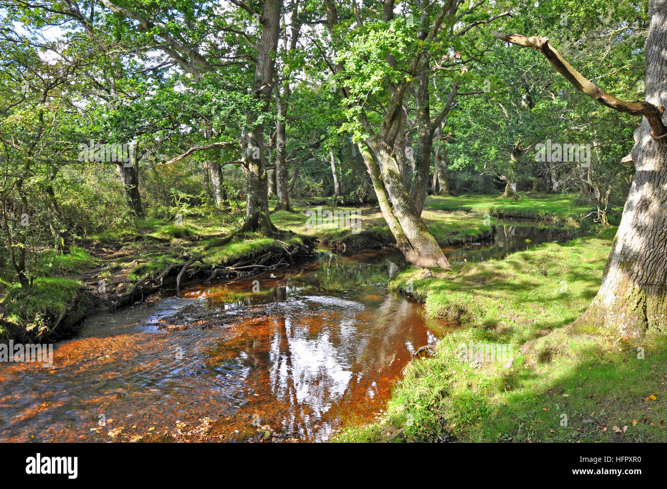 Nuovo flusso di foresta vicino Ponte Puttles nel nuovo Parco Nazionale Foreste, Hampshire, Inghilterra. Foto Stock