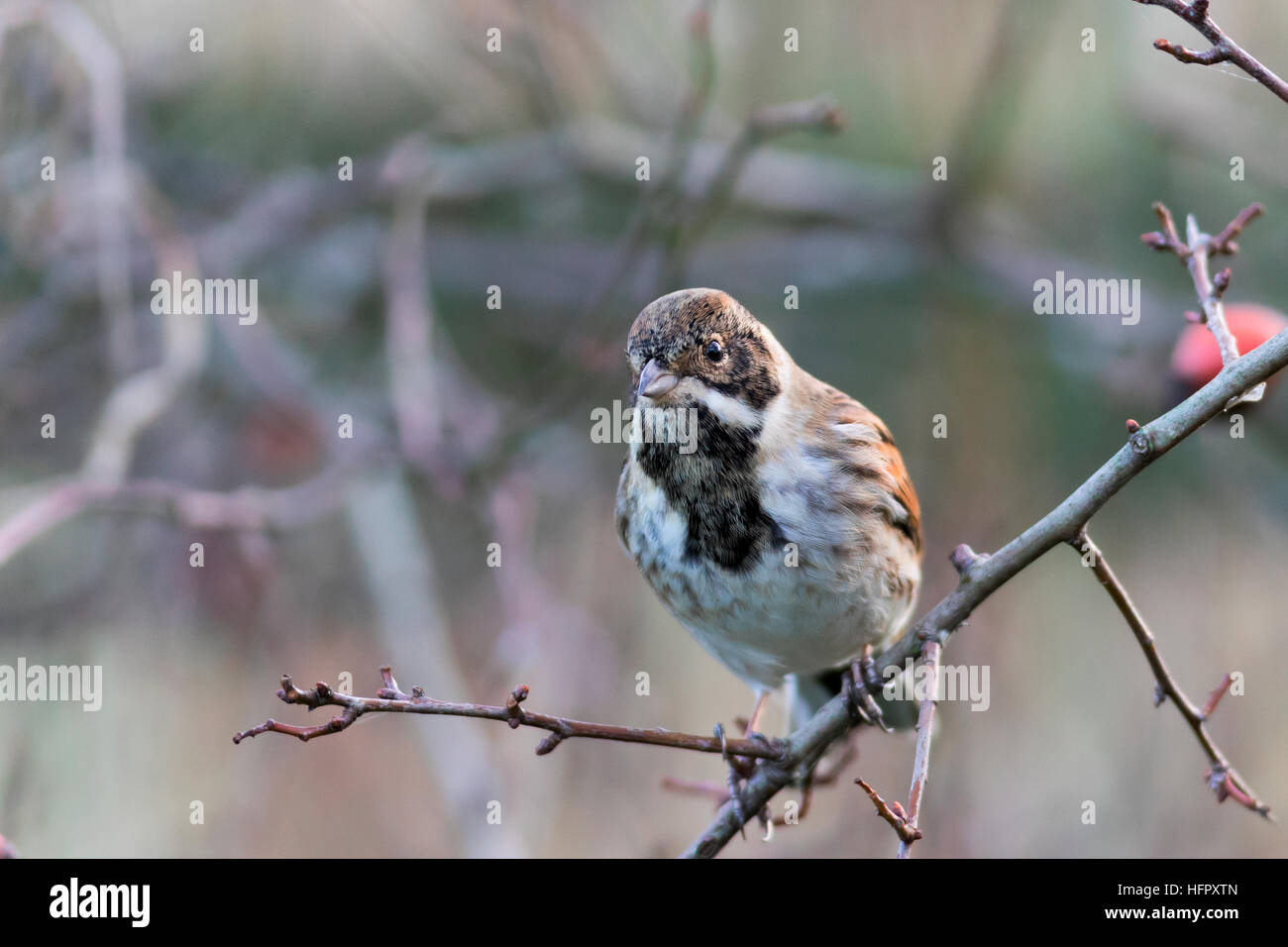 Cardellino, Carduelis carduelis Foto Stock