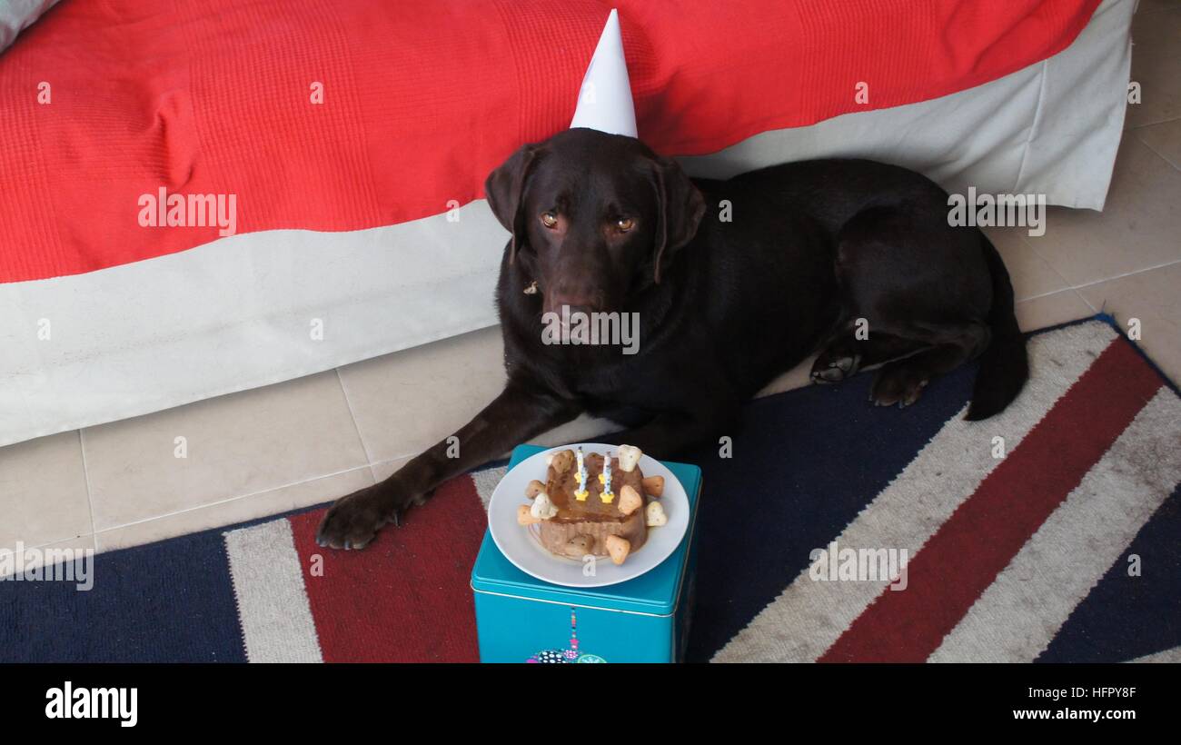 Brown Labrador Retriever con una torta di compleanno Foto Stock
