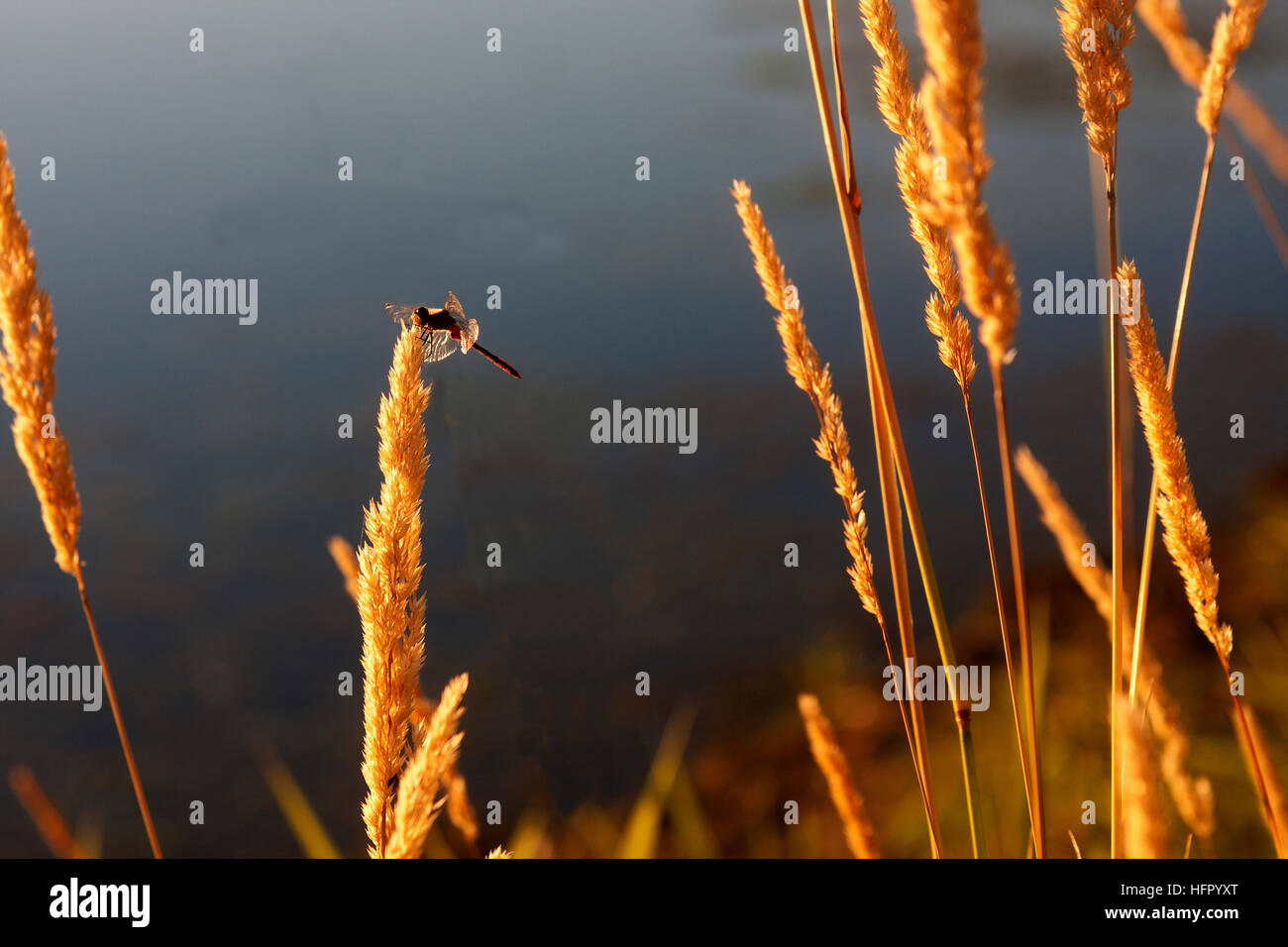 Golden erba con la libellula in sera sun Foto Stock