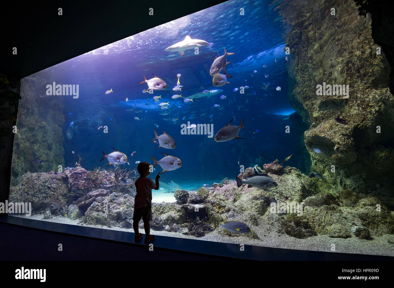 Piante per acquario - Seaworldaquarium