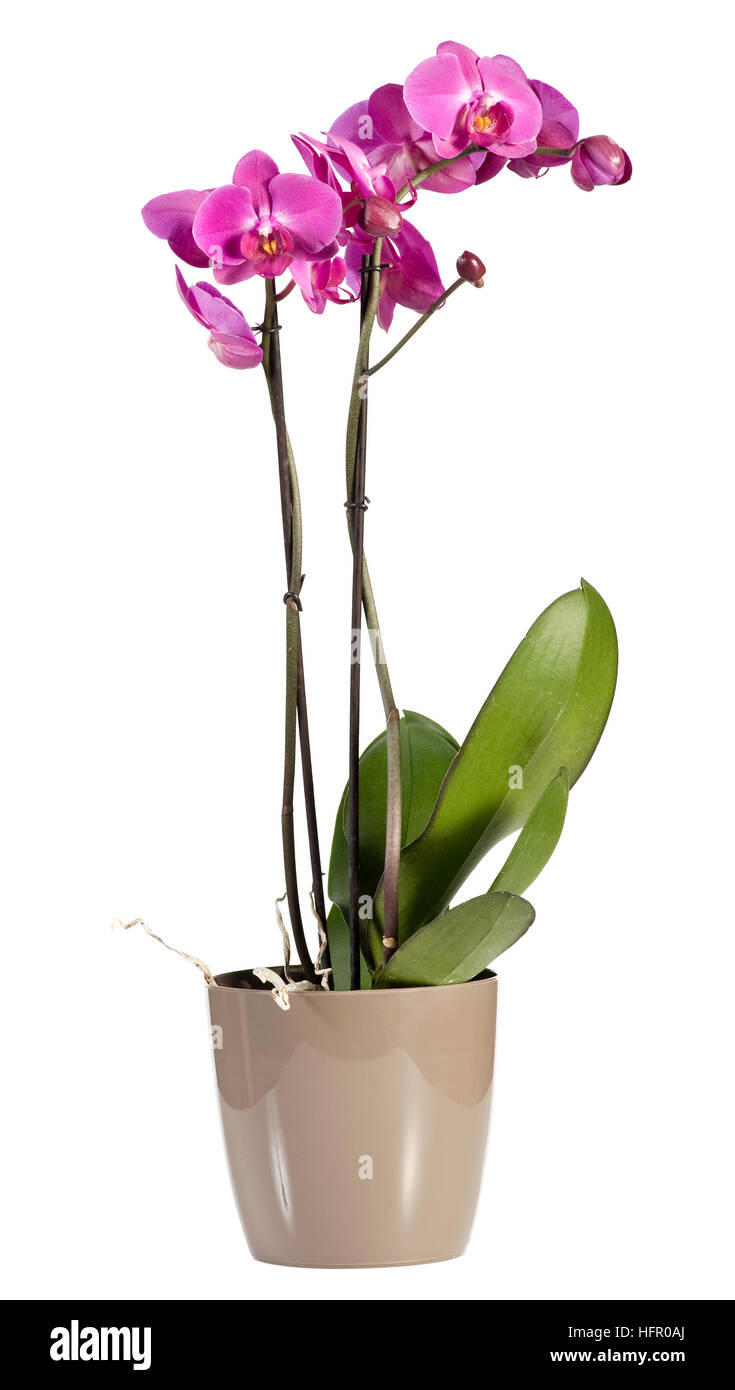 Delicato lonf spray con gambo di rosa magenta phalaenopsis orchidee crescere in una pentola per il decor interno Foto Stock