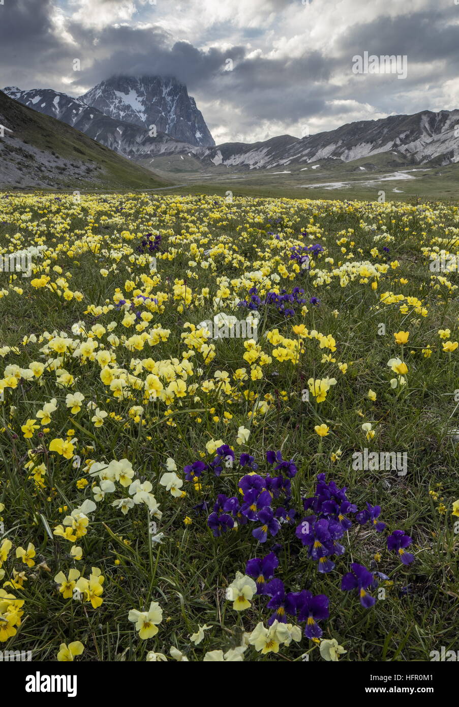 Masse di Pansies appenninica, Viola Eugeniae, con il Corno Grande (2912m) al di là; Parco Nazionale del Gran Sasso, Appennini, Italia. Foto Stock