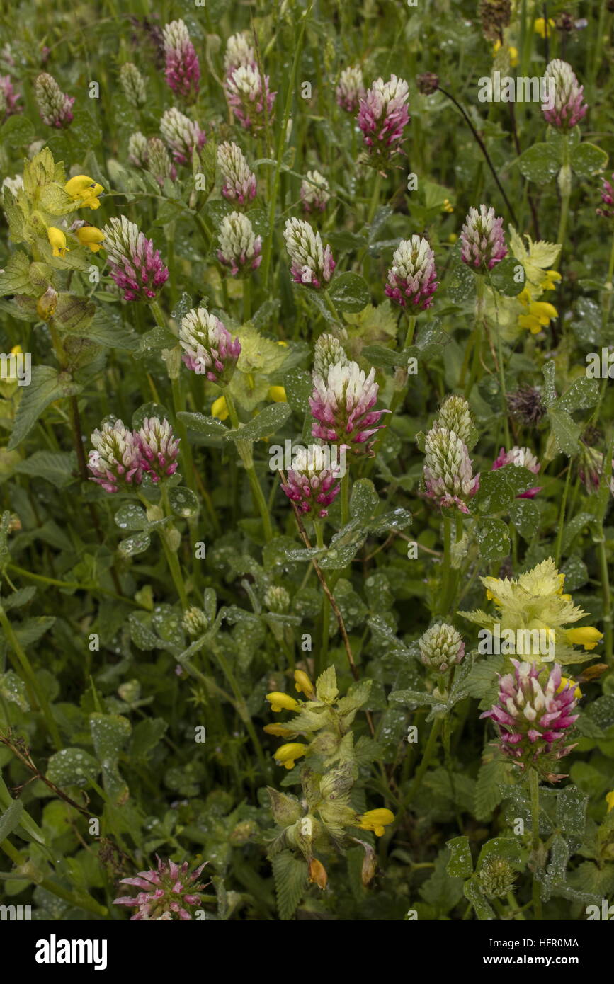 A lungo guidato il trifoglio, Trifolium incarnatum molinerii ssp in cotica erbosa. Rare British nativo. Foto Stock