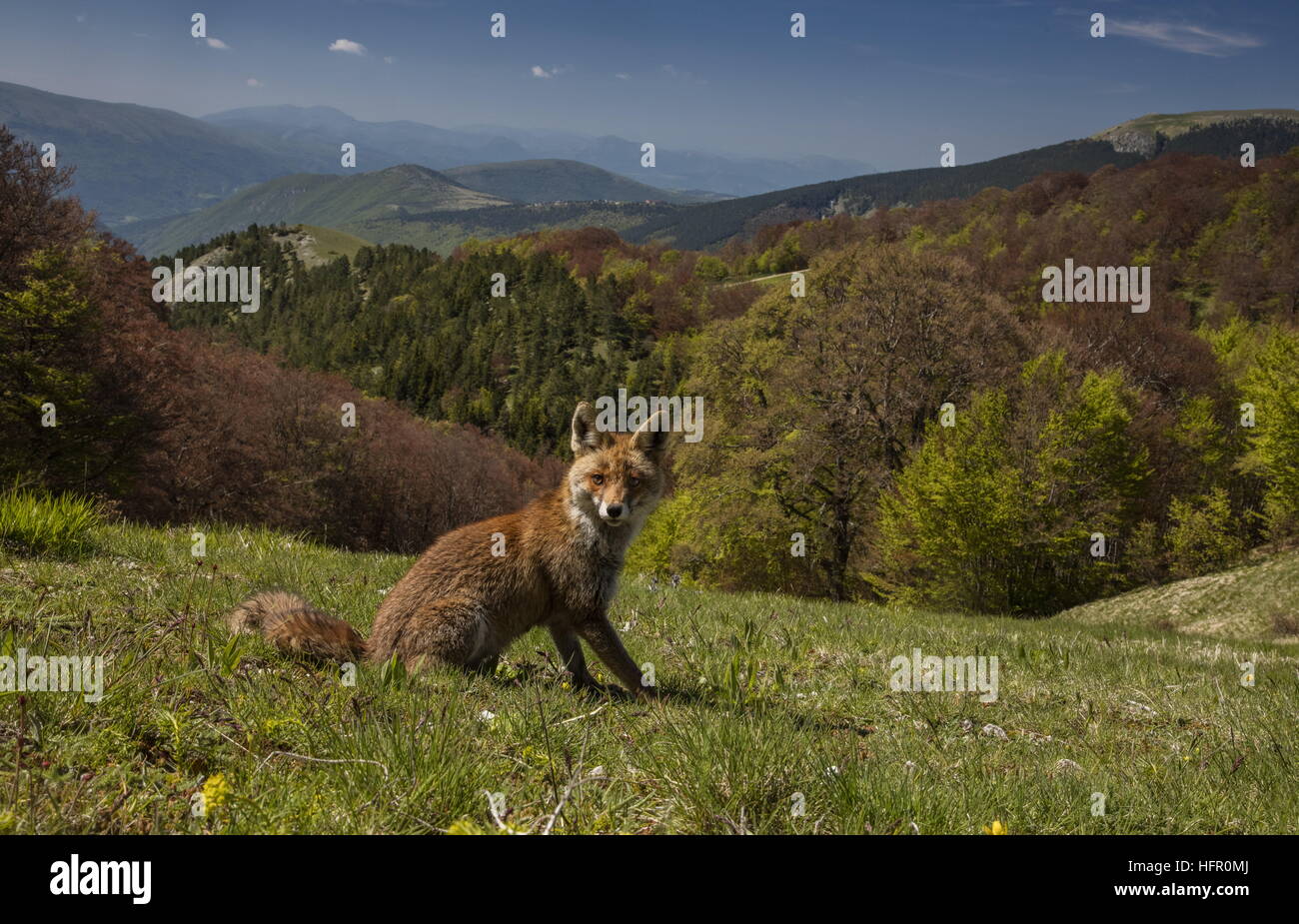 Red Fox, alta nel Parco Nazionale dei Monti Sibillini, Appennini, Italia. Foto Stock