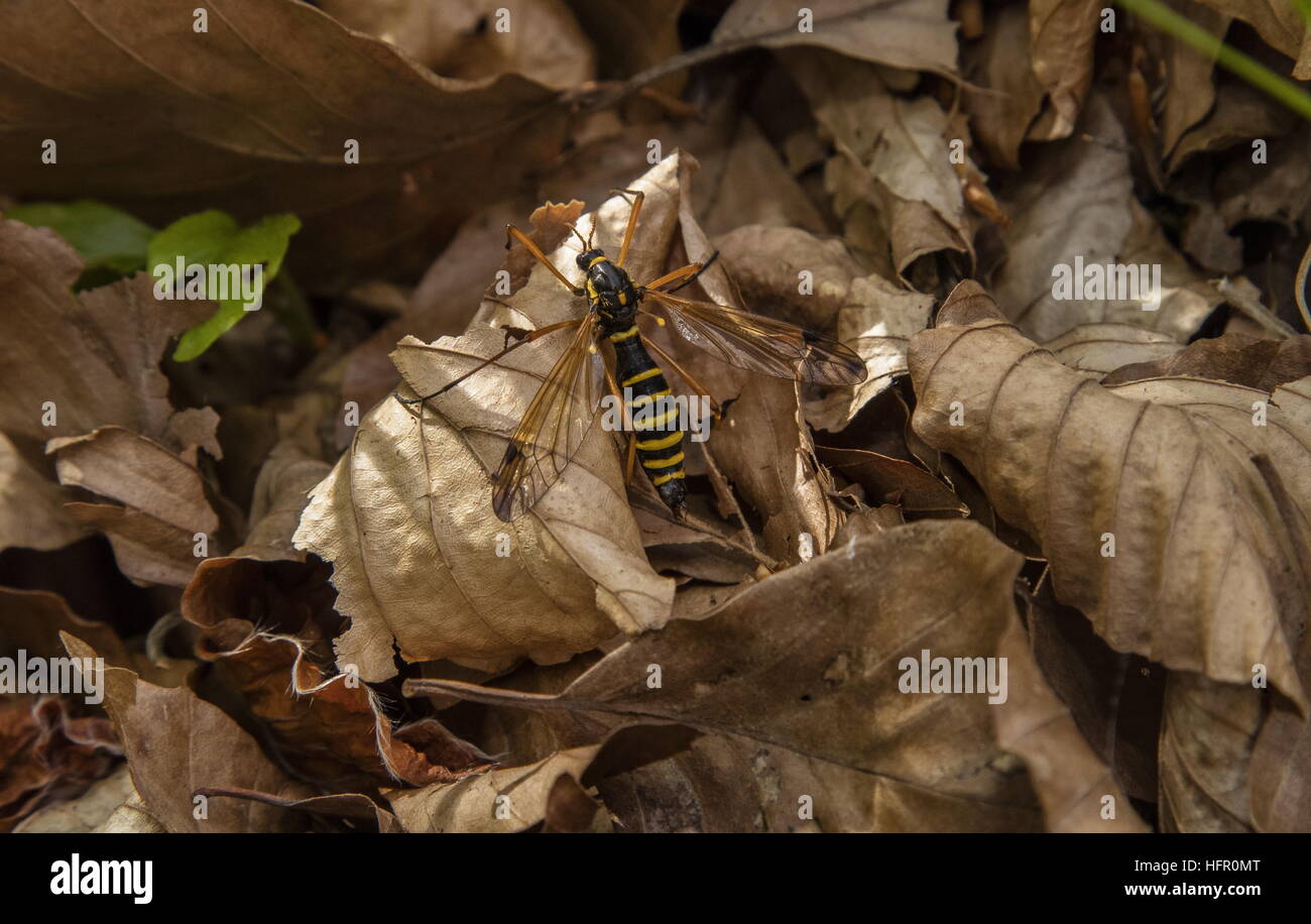 Un wasp-mimando cranefly, Ctenophora flaveolata femmina in antico legno di faggio. Foto Stock