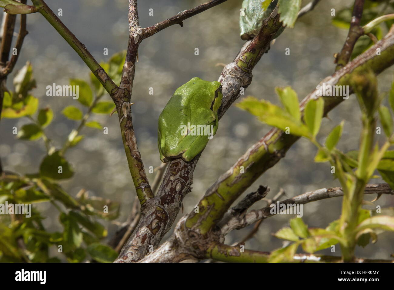 Italian raganella, Hyla intermedia nella boccola di rose, Abruzzo, Appennini, Italia. Foto Stock