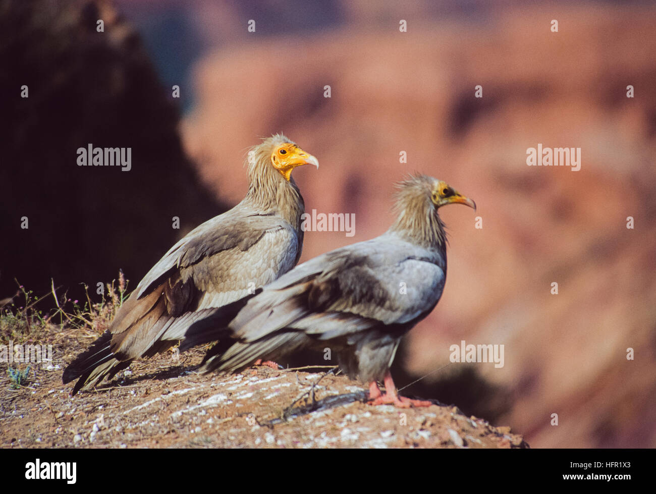 Avvoltoi egiziano,(Neophron percnopterus), due uccelli adulti arroccato al sito sono ' appollaiati sulla scogliera bordo,bharatpur,rajasthan,l'india Foto Stock