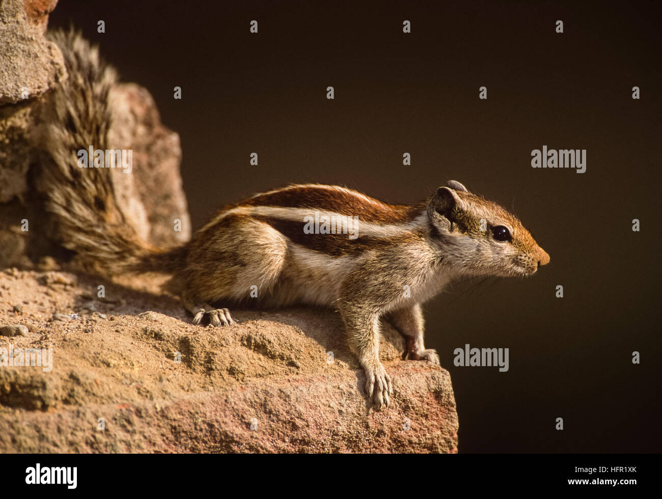 North Indian Palm o di scoiattolo Three-Striped Palm scoiattolo,(Funambulus palmarum), di Keoladeo Ghana National Park, Bharatpur, India Foto Stock