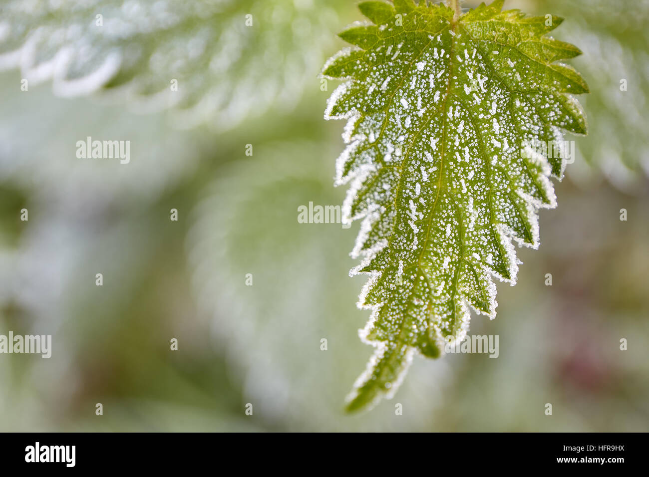 Sfondo di natale congelati lasciare al mattino Foto Stock