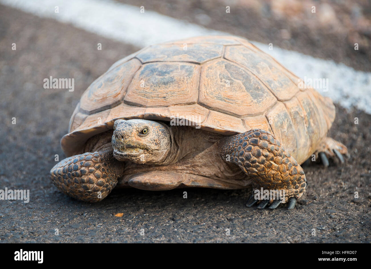 Agassiz il deserto della tartaruga (Gopherus agassizii) Attraversamento stradale, la Valle del Fuoco, Deserto Mojave, Nevada, STATI UNITI D'AMERICA Foto Stock