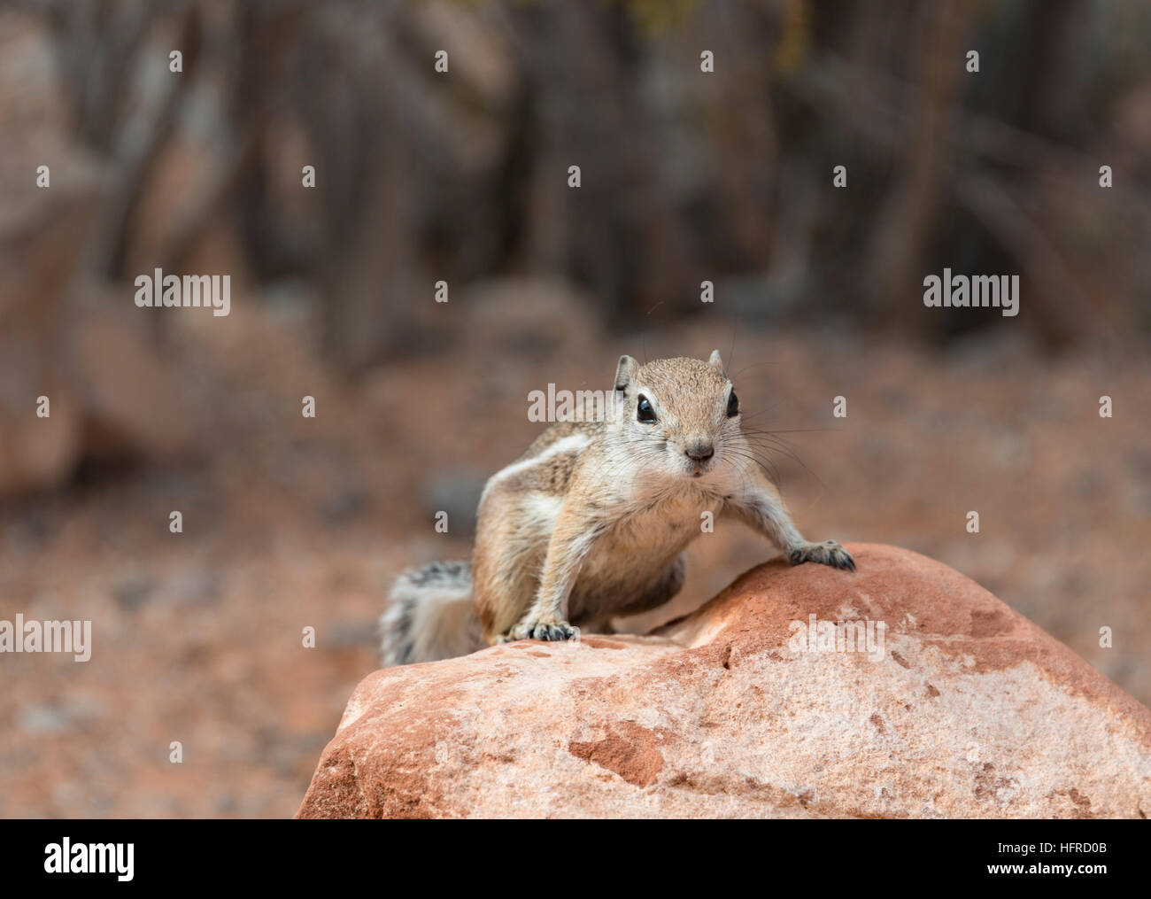 Harris di antilopi scoiattolo (Ammospermophilus harrisii) su roccia, la Valle del Fuoco, Nevada, STATI UNITI D'AMERICA Foto Stock