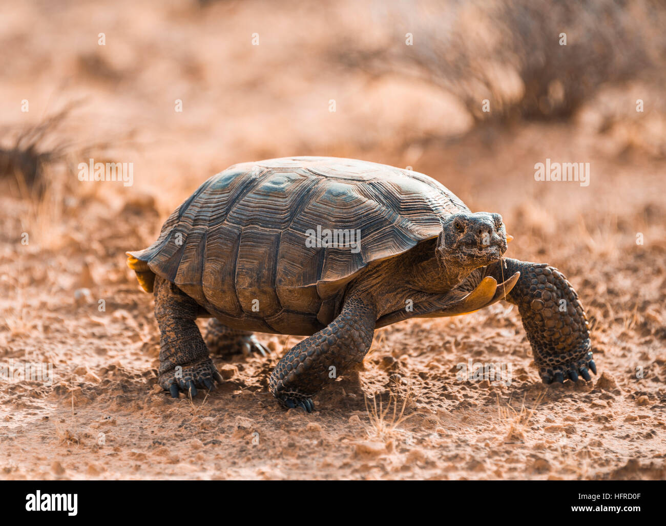 Agassiz il deserto della tartaruga (Gopherus agassizii) camminare in terreno asciutto, la Valle del Fuoco, Deserto Mojave, Nevada, STATI UNITI D'AMERICA Foto Stock