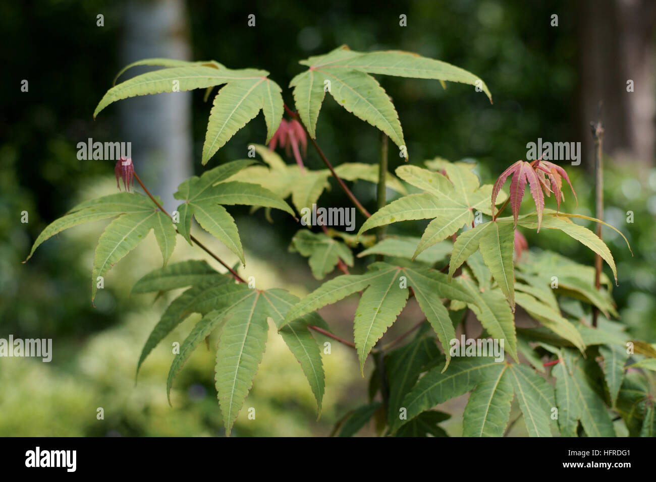 Acer heptaphlebium Foto Stock