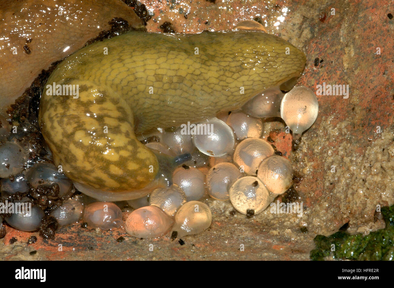 Giallo (slug Limacus Flavus) con uova Foto Stock