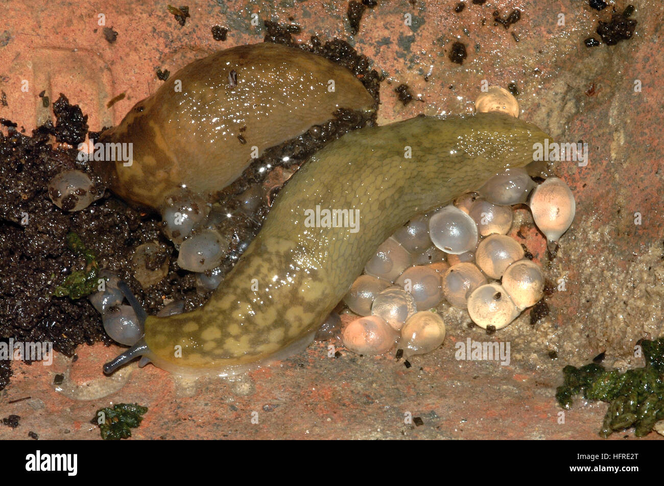 Giallo (slug Limacus Flavus) con uova Foto Stock