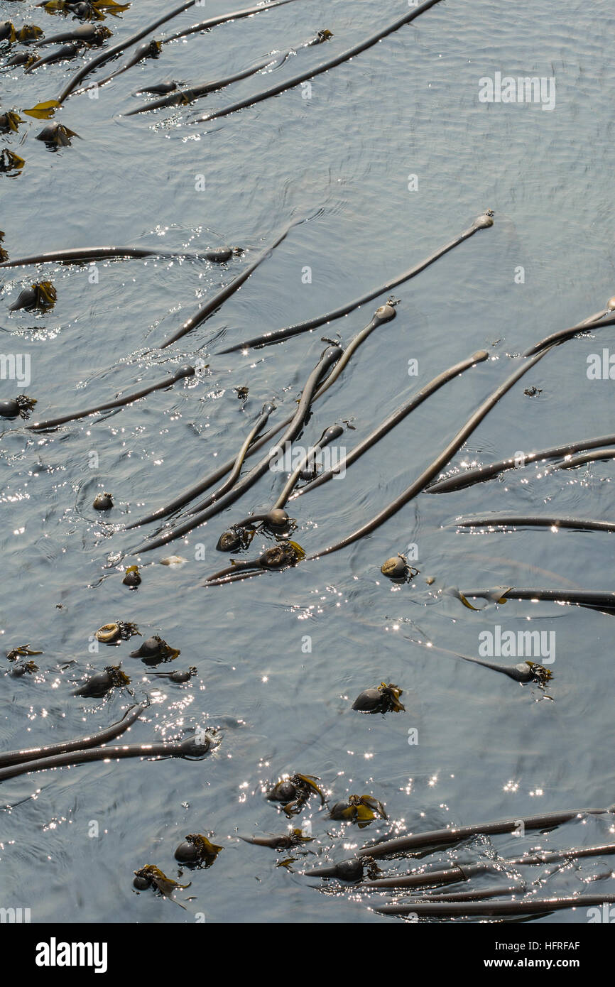 Bull (kelp Nereocystis luetkeana). Foto Stock