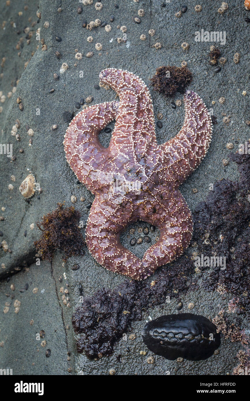 Viola stella di mare. Foto Stock