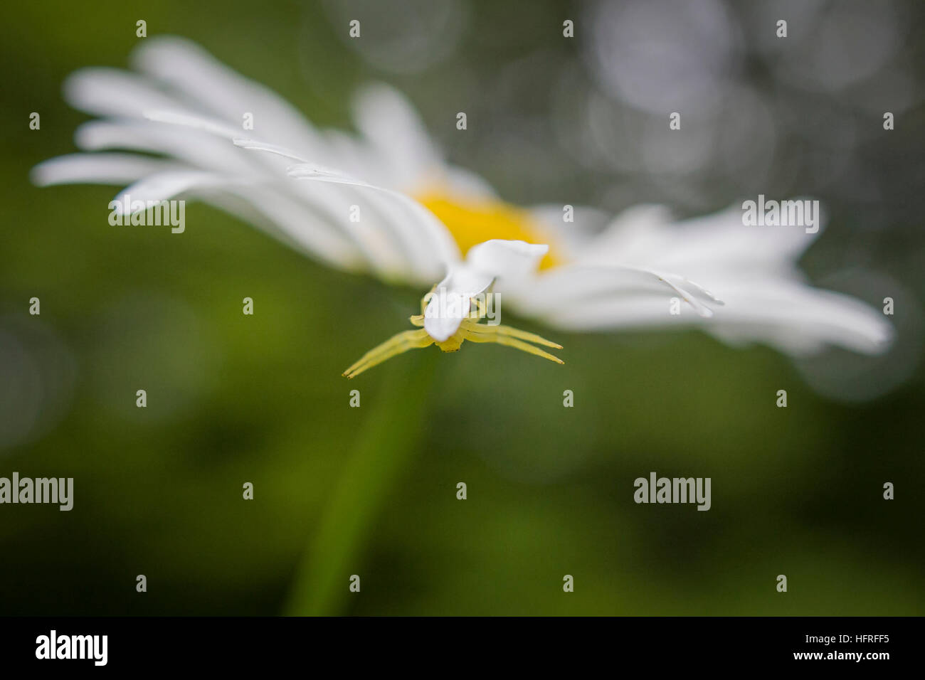 Insetti impollinatori immagini e fotografie stock ad alta risoluzione ...