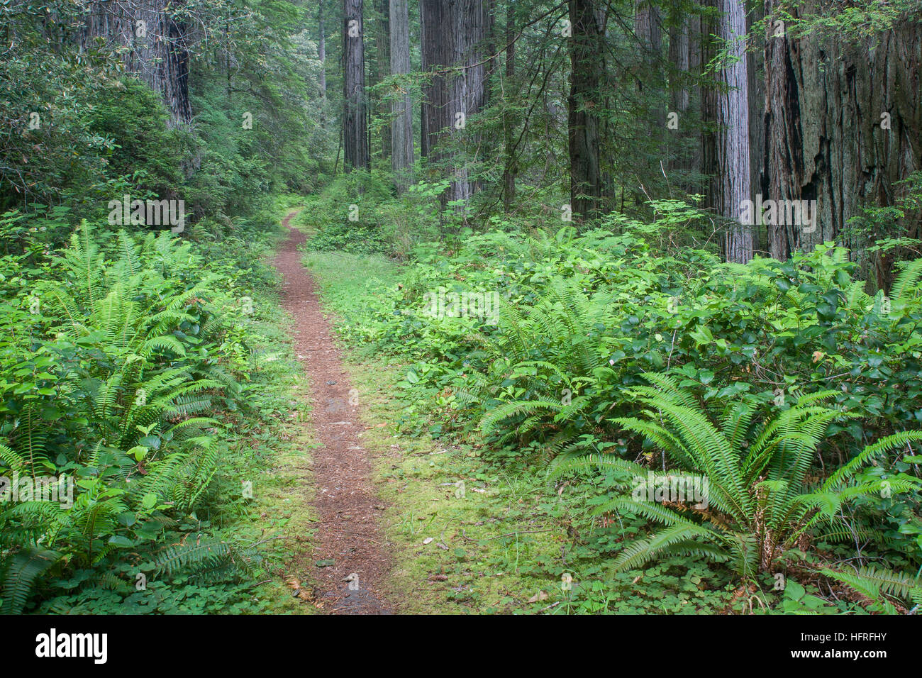 Un sentiero circondato da vecchi alberi di crescita nel Parco Nazionale di Redwood in California, Stati Uniti d'America. Foto Stock