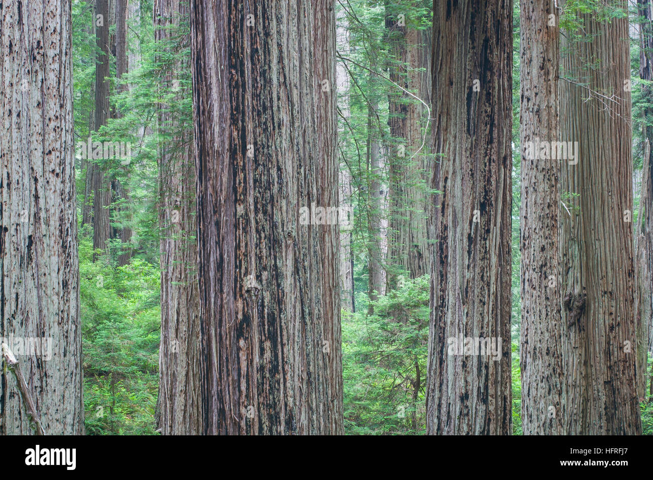Vecchio-crescita California Redwood alberi nel Parco Nazionale di Redwood in California, Stati Uniti d'America. Foto Stock