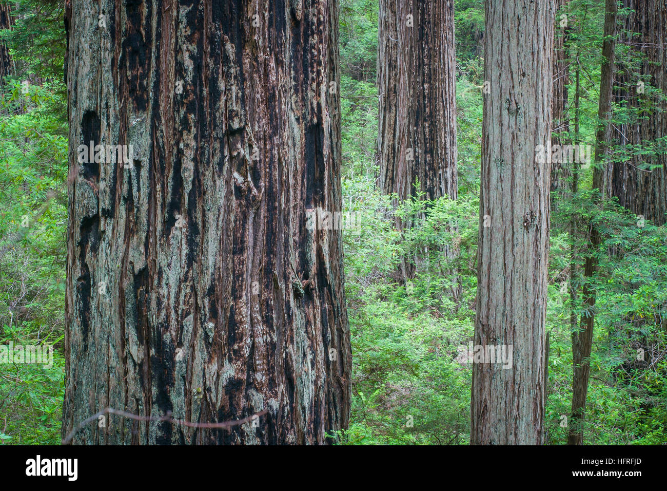 Vecchio-crescita California Redwood alberi nel Parco Nazionale di Redwood in California, Stati Uniti d'America. Foto Stock