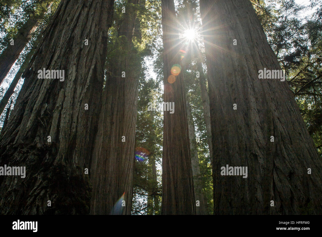 Immenso vecchio-crescita California Redwoods nel Parco Nazionale di Redwood in California, Stati Uniti d'America. Foto Stock