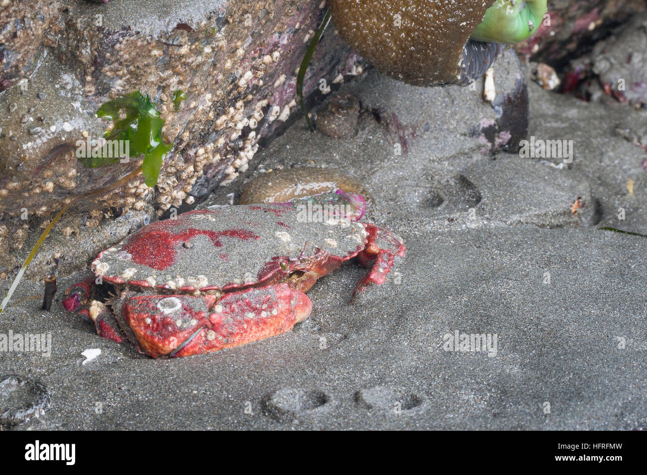 Un pacifico granchio di roccia si accovaccia in sabbia a bassa marea nel Parco Nazionale di Redwood in California, Stati Uniti d'America. Foto Stock