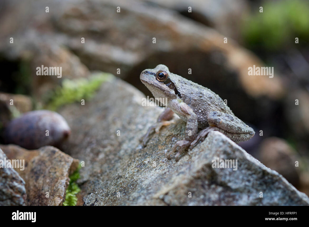 Pacifico rana chorus (a.k.a., Pacific treefrog), un altamente polimorfiche Pacific Northwest specie native. Foto Stock